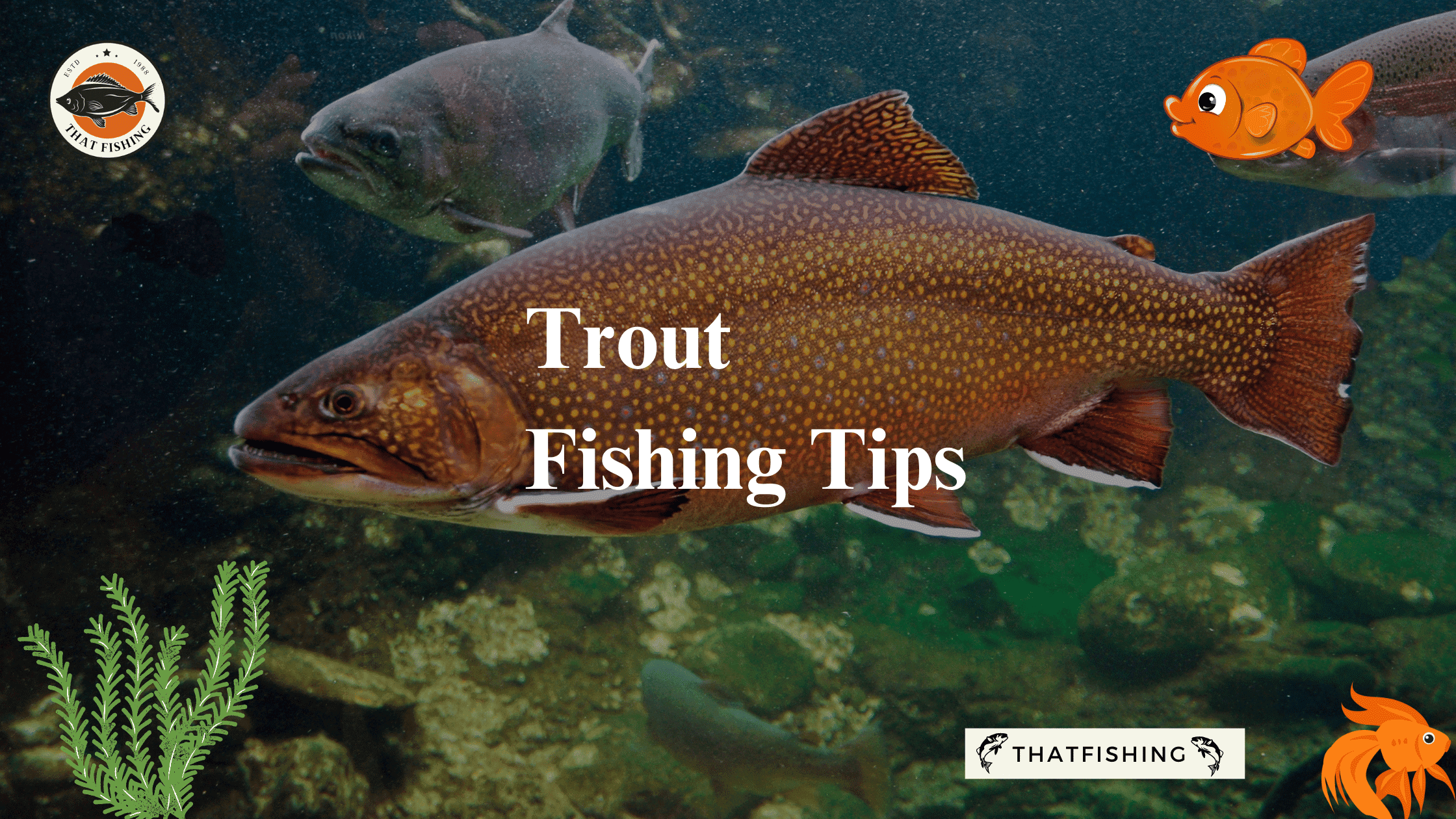 Trout Fishing Basics  Trout fishing, Fishing basics, Trout fishing tips