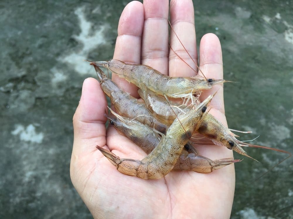 Bait Shrimp