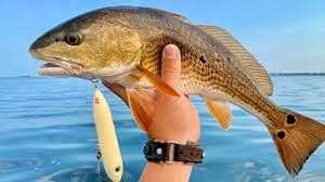How to catch redfish