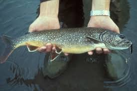 Lake Trout Fishing Tips