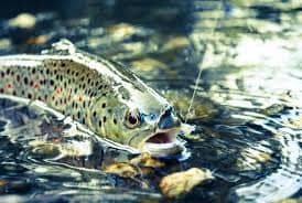 More Tips for Trout Fishing