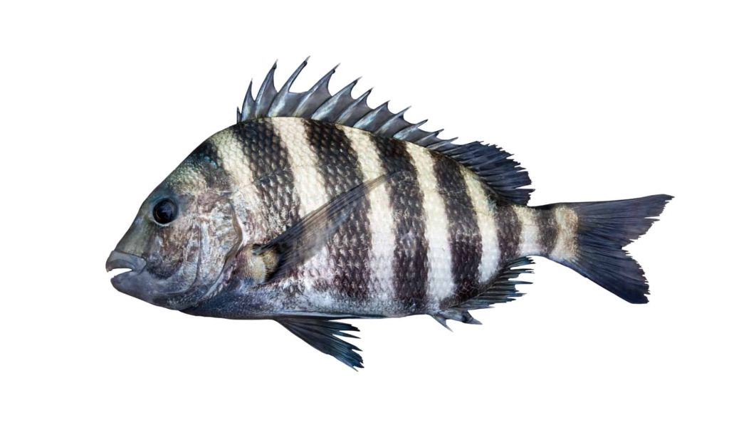 Sheepshead Fish