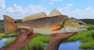 When To Catch Redfish