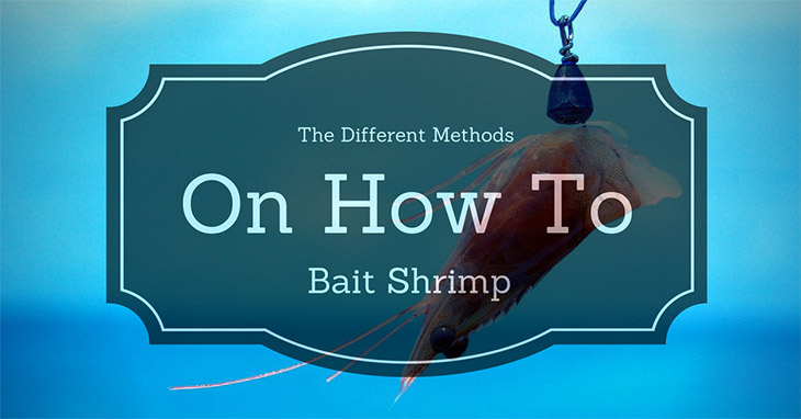 how to bait shrimp