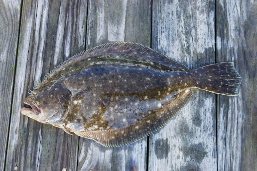 Health Benefits of Halibut and Flounder