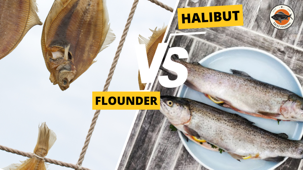 halibut Vs Flounder