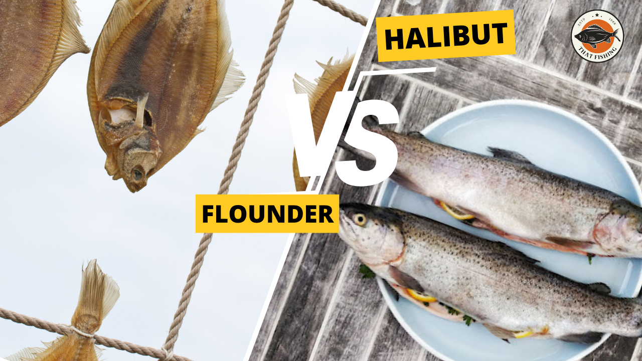 Halibut Vs. Flounder 2023 Everything you need to know