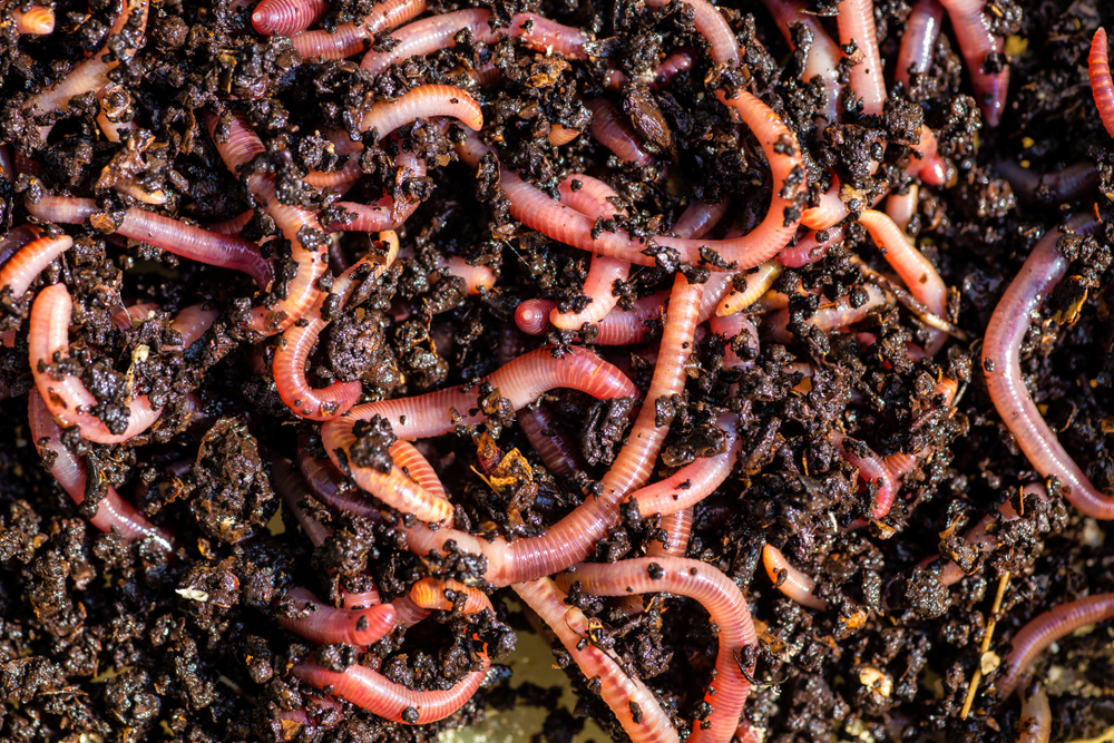 Worms soil
