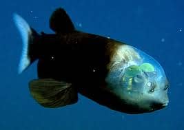 Barreleye fish