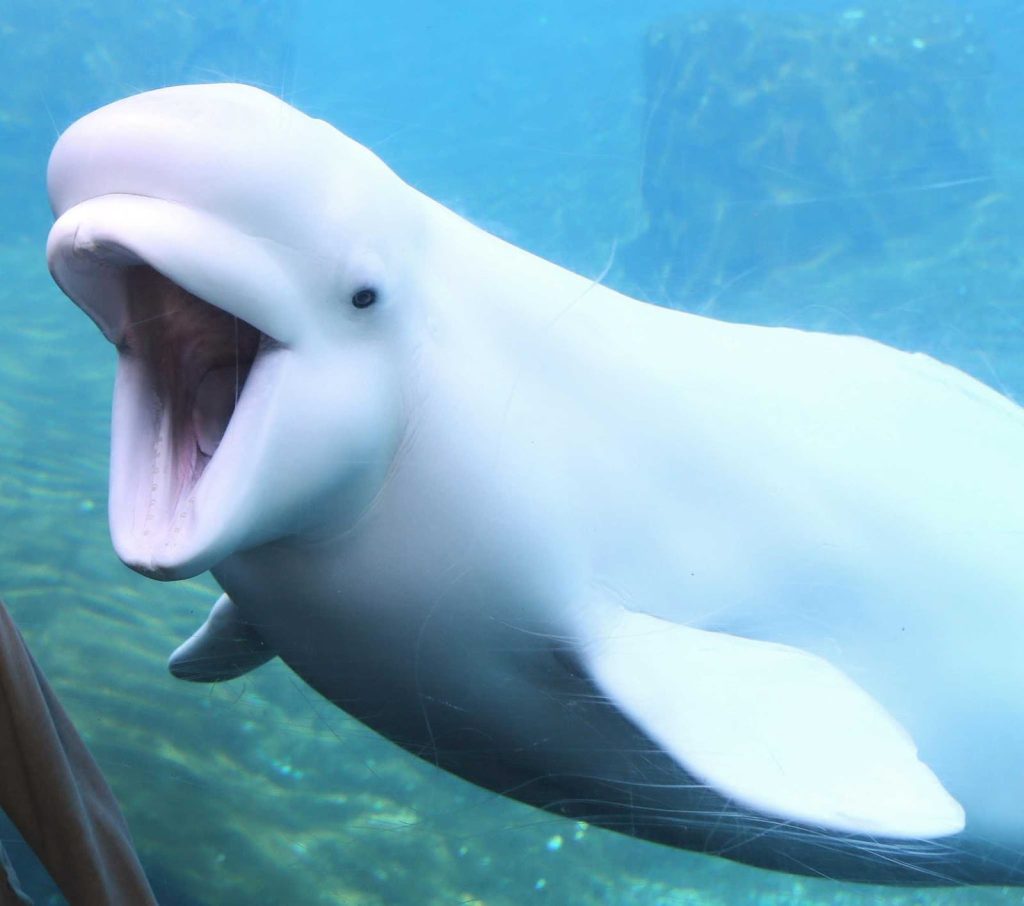 Beluga Whales