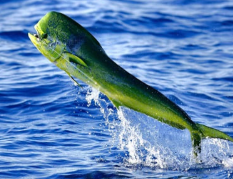 Dolphinfish