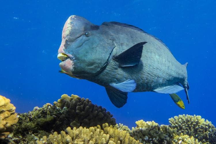 Green Humphead Parrotfish