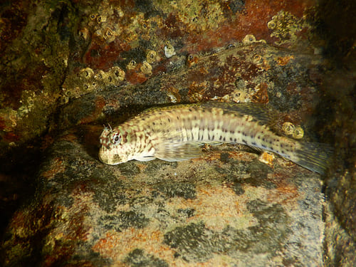 Hump-Headed Blenny