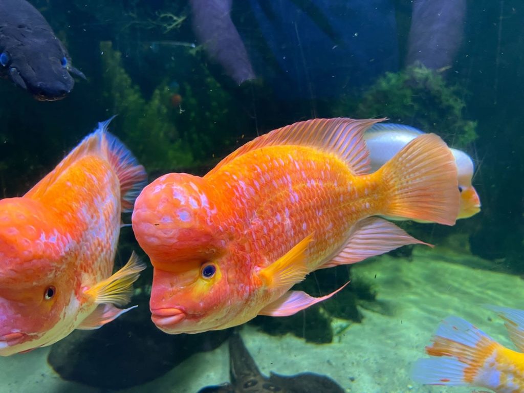 Midas Cichlid