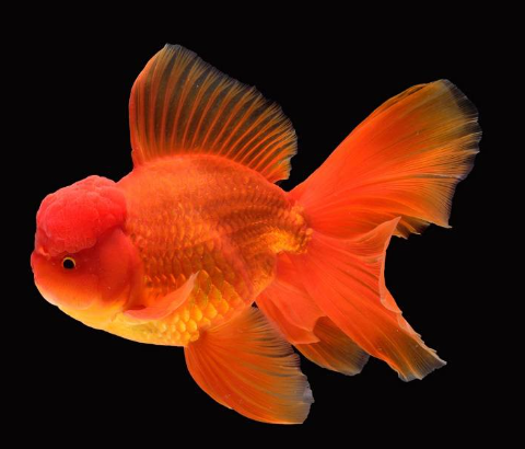 15+ Popular Fish With Big Forehead - FishLab