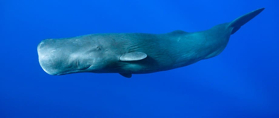 Sperm Whales